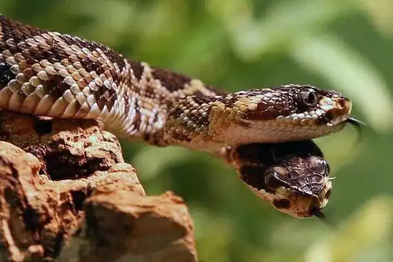 响尾蛇是什么蛇中国响尾蛇分布在哪里