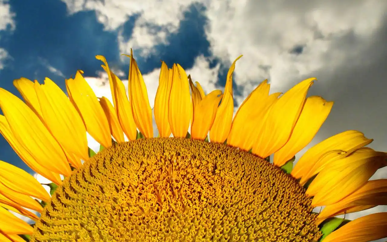 清新好看的向日葵图片桌面壁纸