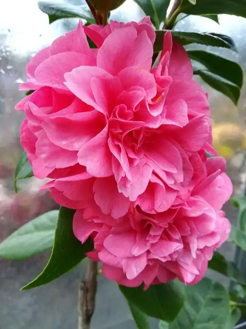 三月的温室茶花,一枝独秀,绚烂多彩,给春的气息增添无限魅力.