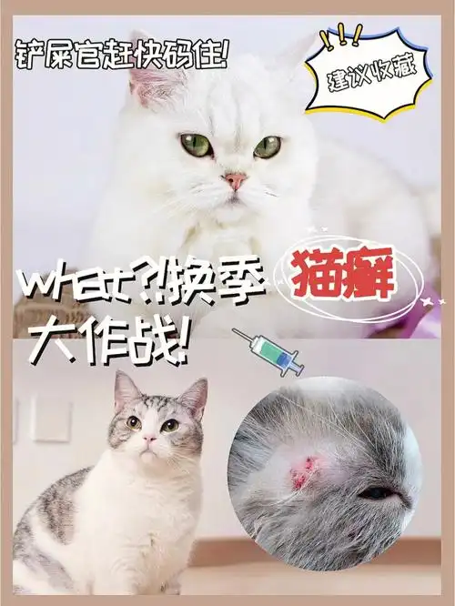 新手养猫指南换季猫癣怎么办