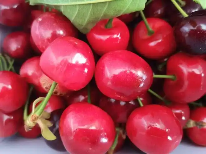 四川理县甜樱桃大量上市吸引众多游客体验采摘