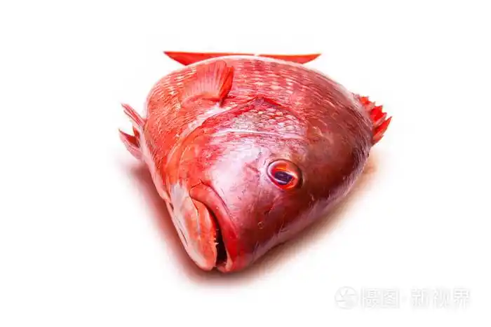 红鲷鱼鱼白色工作室背景上孤立