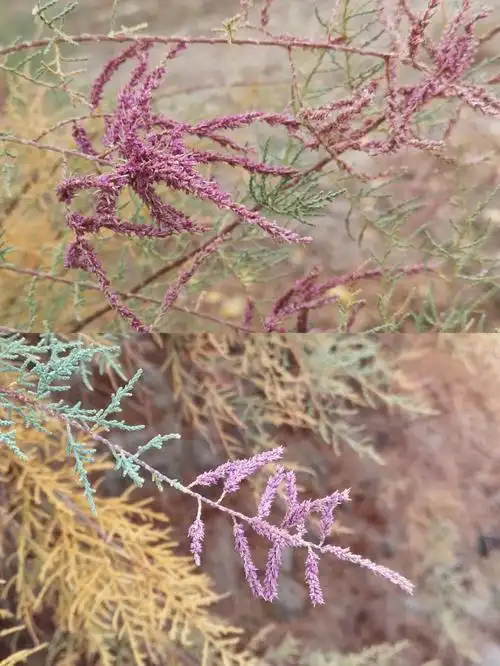 柽柳如烟如雾的梦幻感唯黄栌与尔也