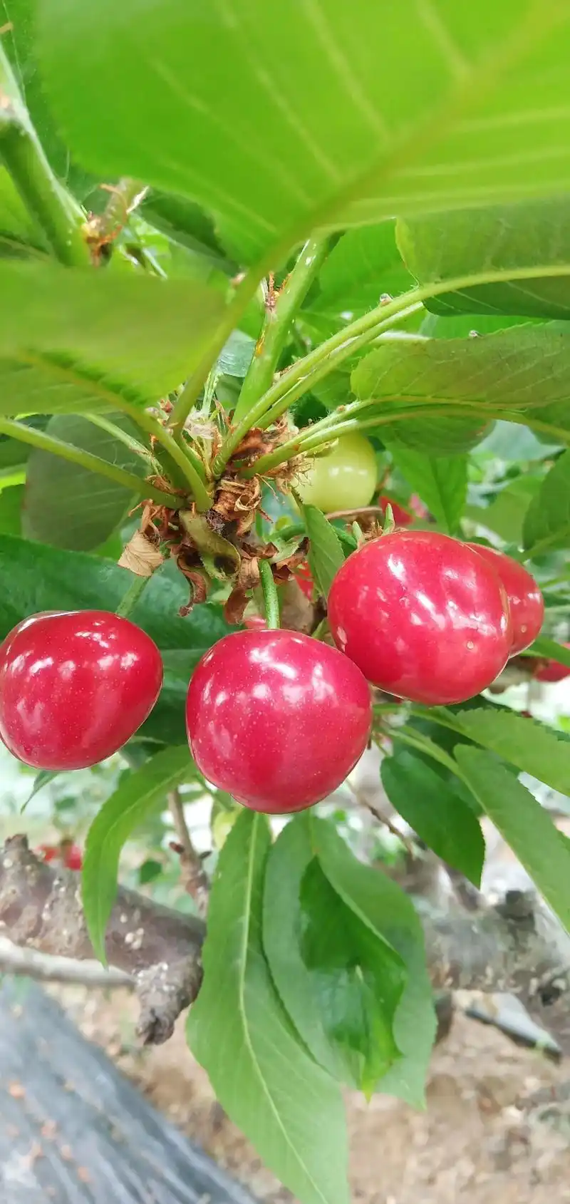美早大樱桃已上架,欢迎大家前来捧场!送礼 - 抖音