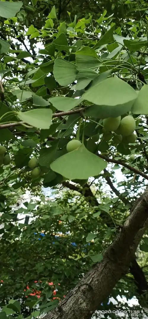 朋友们知道银杏树的果儿可以吃吗