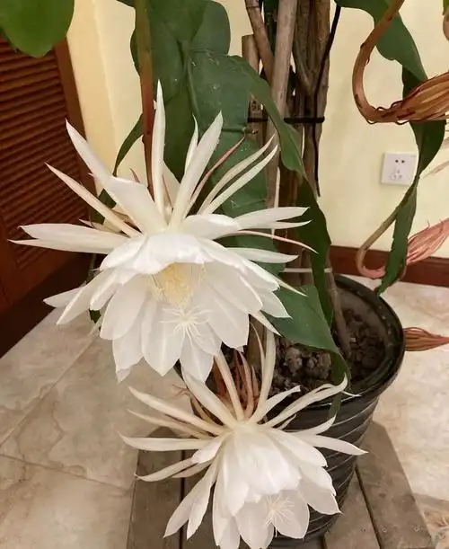 昙花怎么养可以多开花