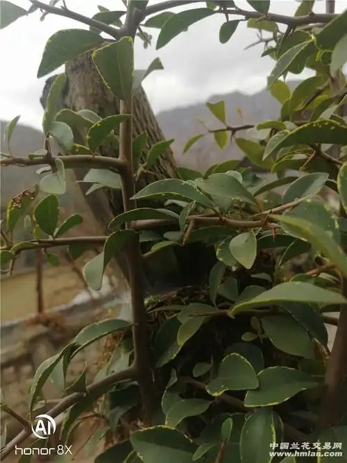 独一无二的艺叶金弹子