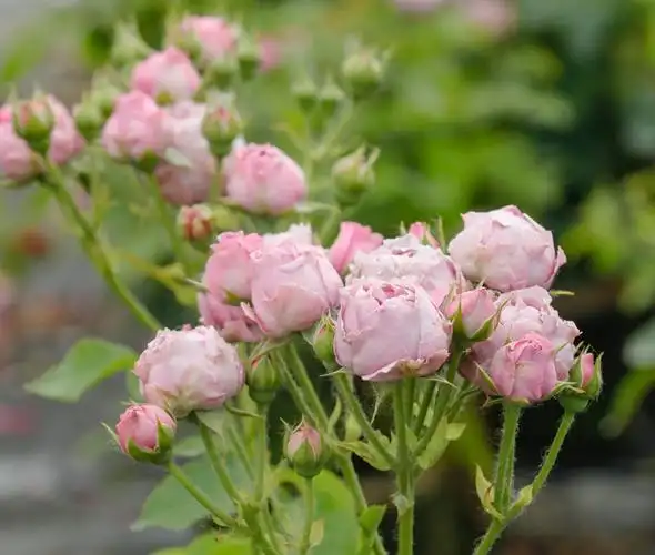 月季图片紫雾泡泡