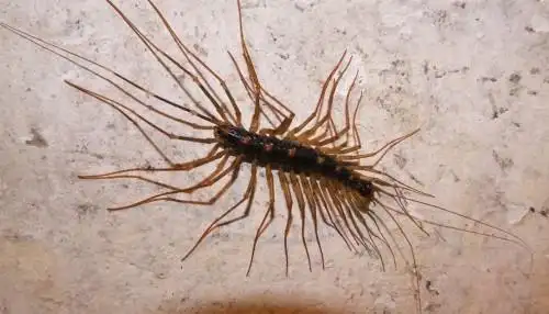 请问这个是什么虫子?才三月就出来了,很多脚,有长须!具体看图