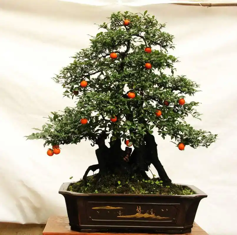 金弹子盆景种植和养护(金弹子盆景特点) - 彝家农业网