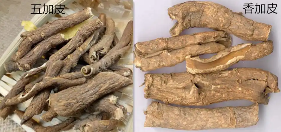 五加皮与香加皮的功效有什么不同