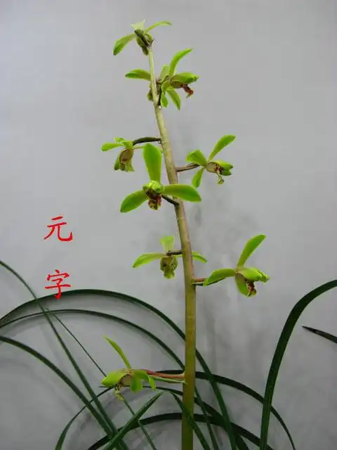 请欣赏蕙兰老八种~~~-以兰会友-中国兰花交易网社区