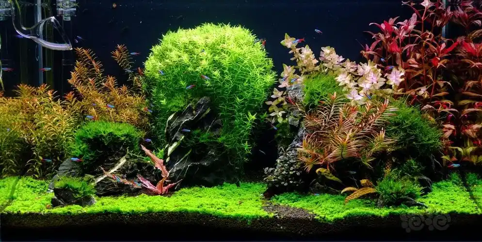 002apl水草密码造景大赛荷兰菜园