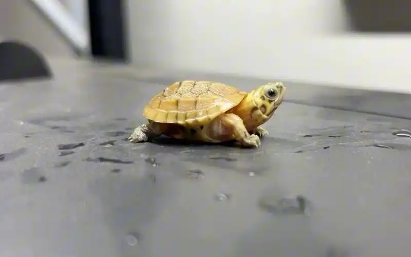 开箱斑纹草龟,这小龟真的太萌了,后悔没早点入