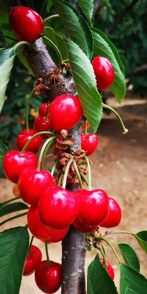 旅顺袁家村大樱桃