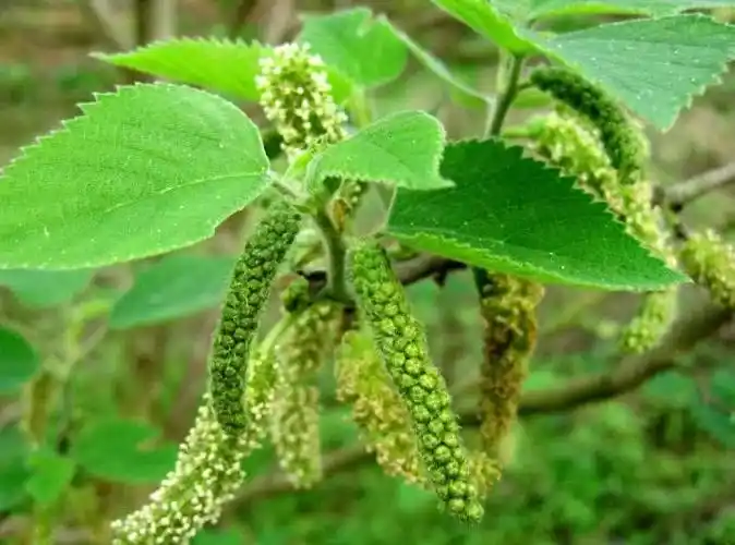 构树穗(构树穗的功效与作用)