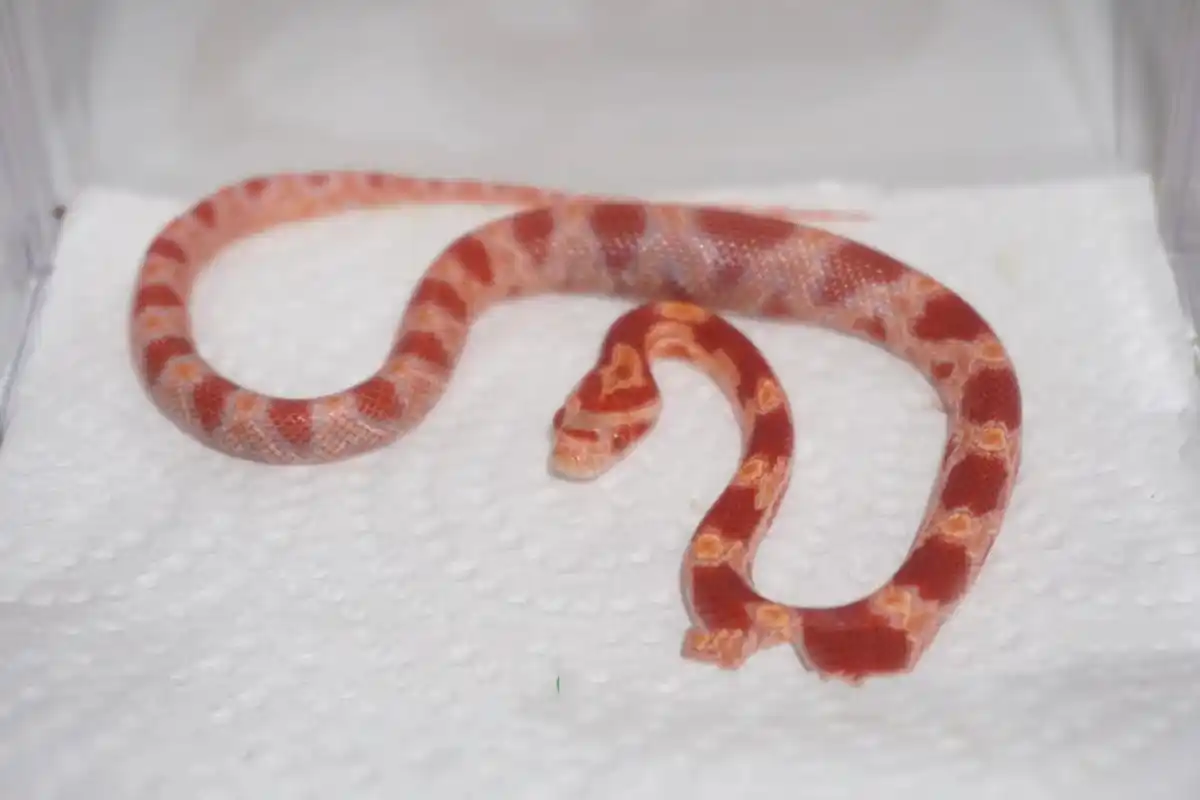 白化红玉米蛇接预定