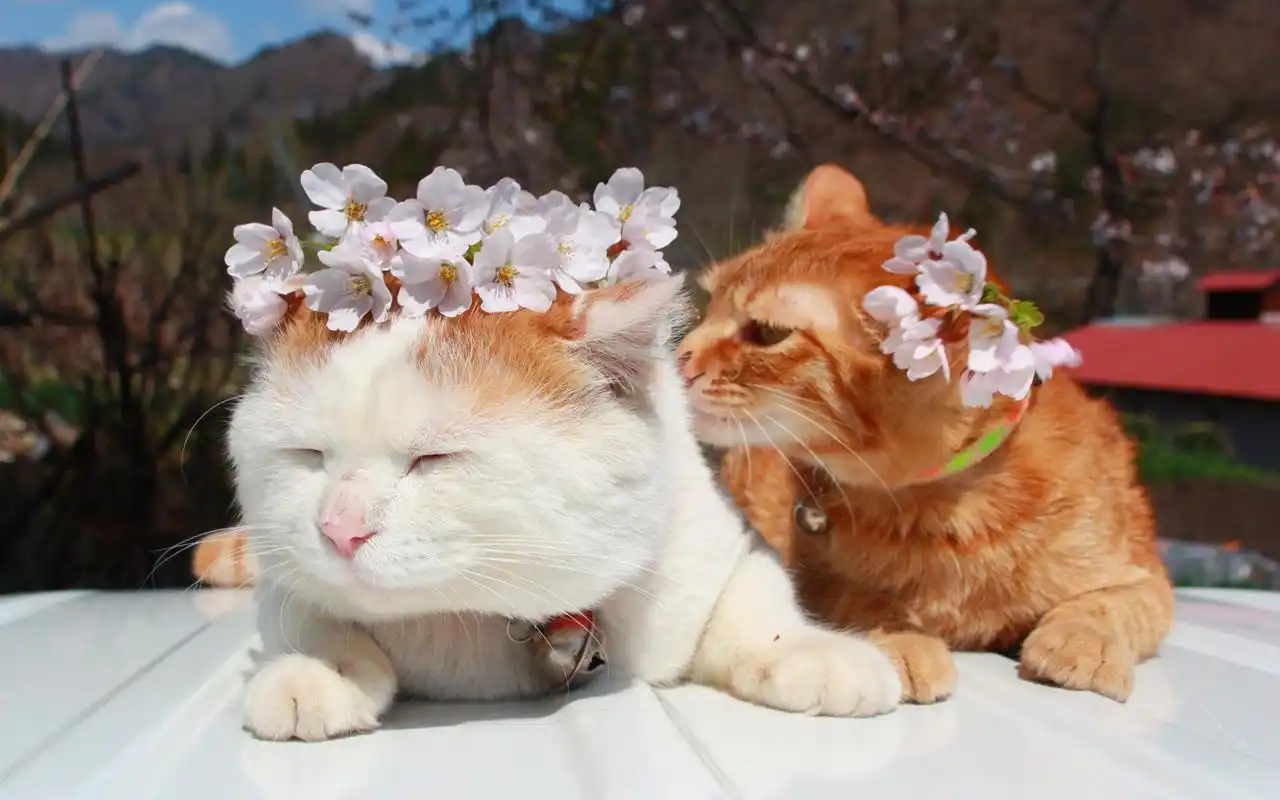 可爱动物猫咪呆萌高清桌面壁纸