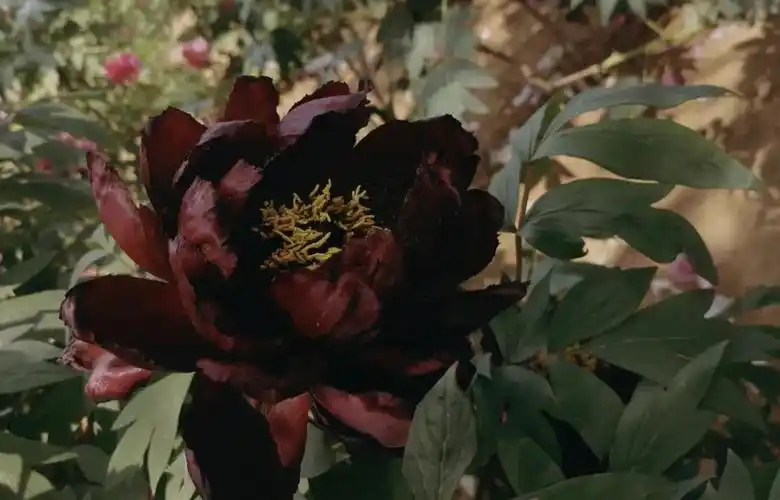 黑牡丹中的佼佼者初乌夺目绽放