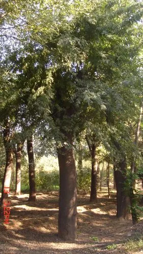 国槐供应,国槐树出售——大汉绿洲园林