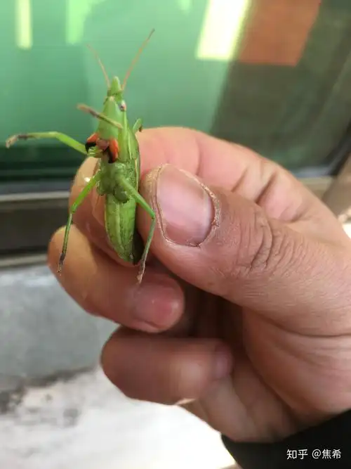 这是什么品种的蚱蜢有一张天牛嘴