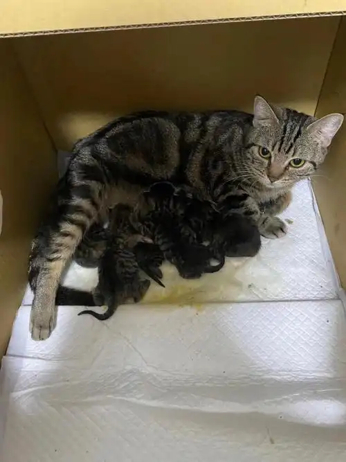 问问大家是不是美短虎斑串串哇