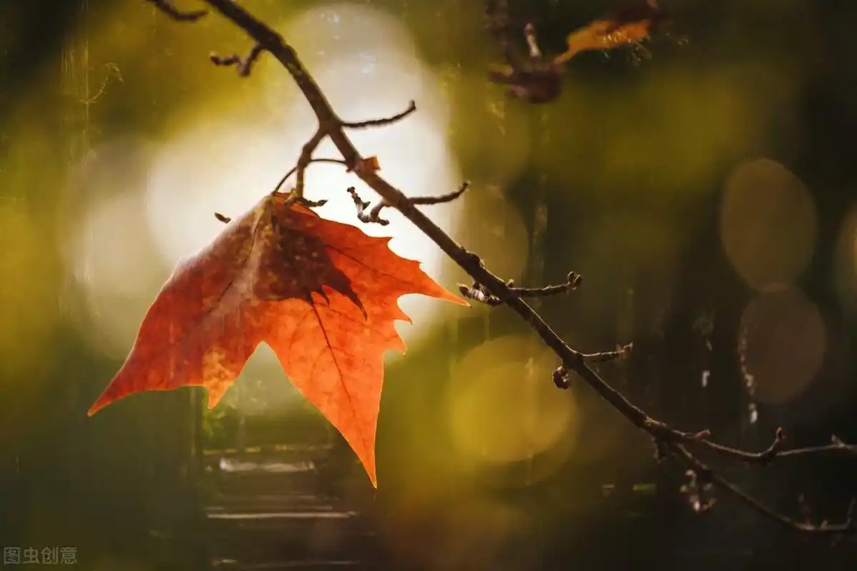 一窗沥沥梧桐雨;两耳纷纷蟋蟀声.《梧桐雨》对联43副