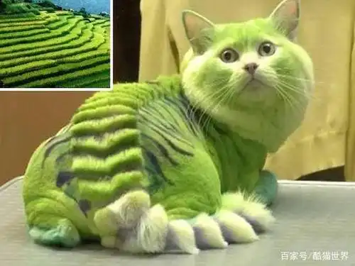 梯田来了!还是绿色的!