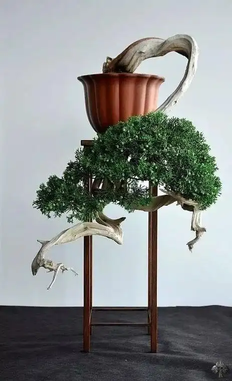 十款悬崖式盆景造型讲解