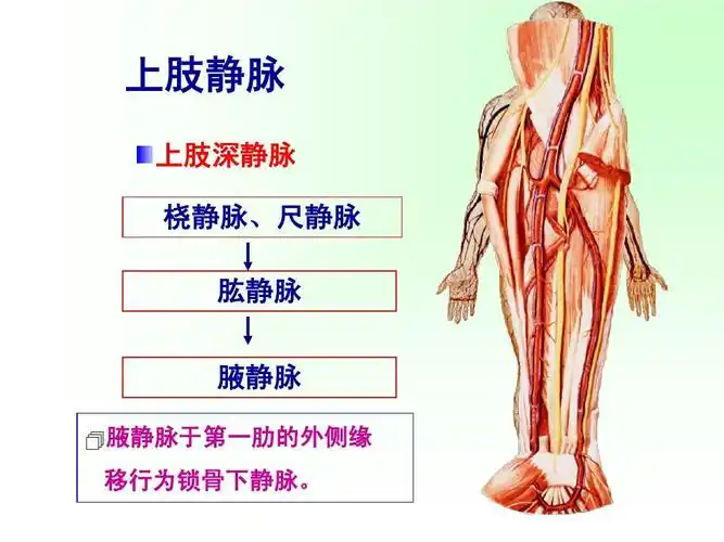 上肢静脉 上肢深静脉 桡静脉,尺静脉 肱静脉 腋静脉  腋静脉于第一肋