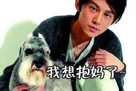 何炅的狗叫什么名字名字叫:抱抱不过根据宠物智商的排名,雪纳瑞不要太