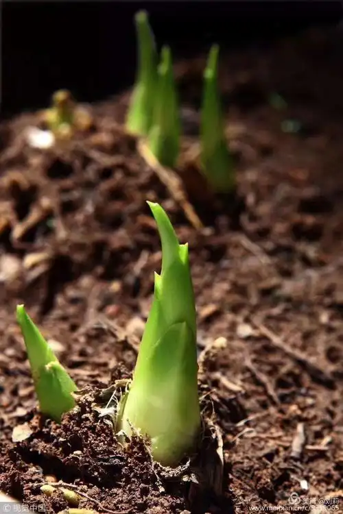 春天万物复苏,竹子正在发芽,你也在深深扎根,等待发芽!