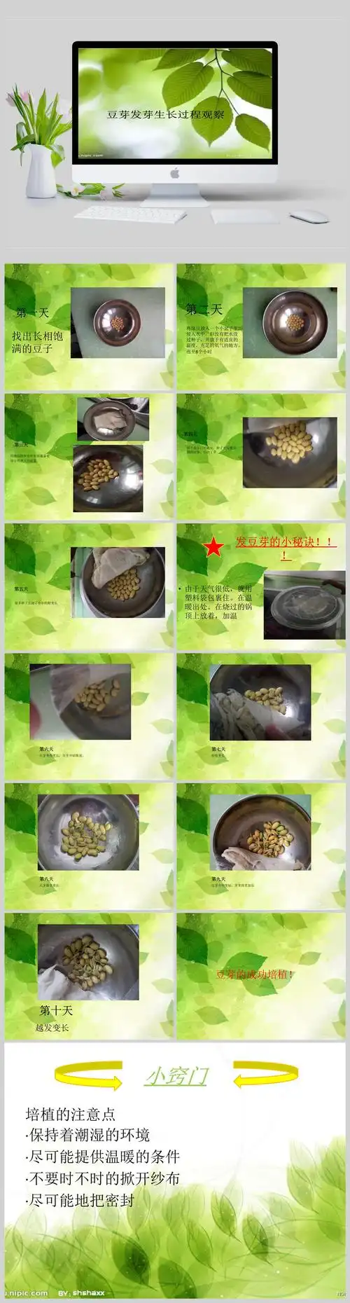 豆芽发芽生长过程观察ppt模板