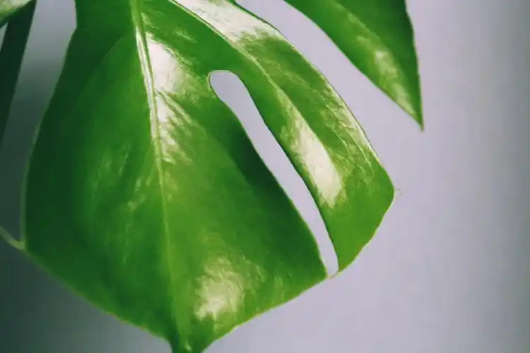 当墨绿遇上嫩绿