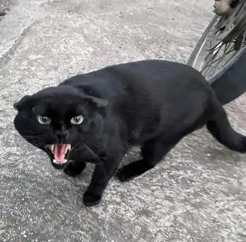 网友遇到一只超凶的流浪猫果断拿出猫条脸也变得太快了