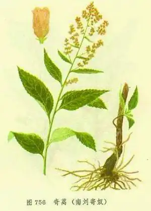 六月霜是什么样的植物