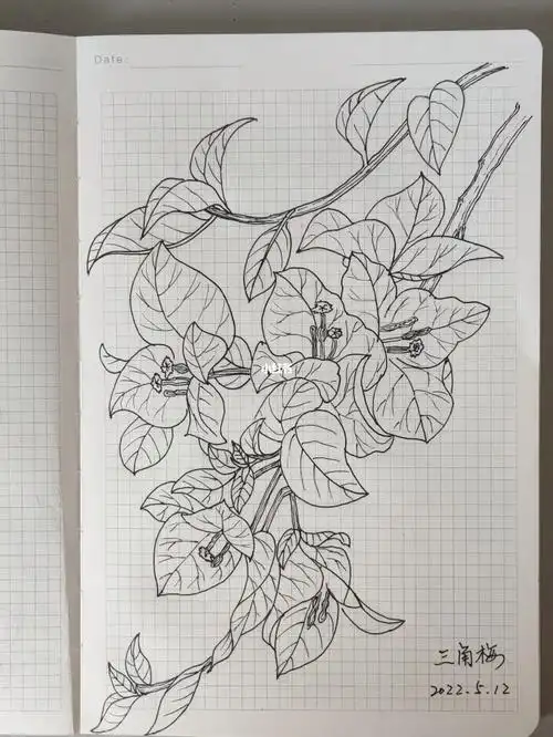 针管笔临摹  《自在飞花》之三角梅949494梅花唐94罗邺繁如