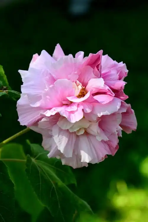 其它 明天会更好的美篇 写美篇木芙蓉会因光照强度的差异导致花瓣中青