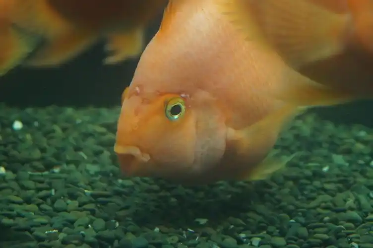 请各位大侠告诉我这个几个鹦鹉鱼得了什么病用什么药?