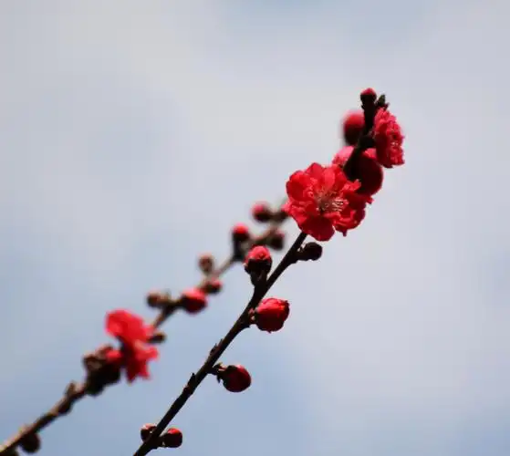 落日下的电塔.夏天梵净山上的雾将树的轮廓分明出来.