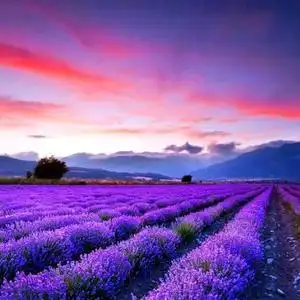 紫色薰衣草头像