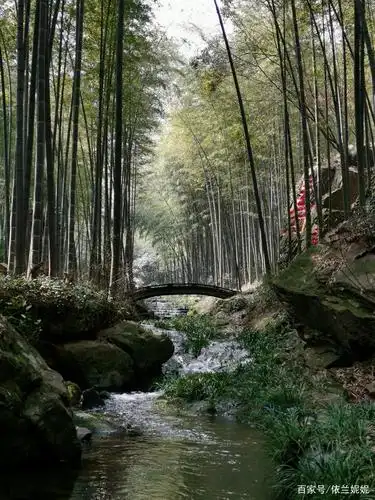 观赏竹子,就是要到"竹海"才过瘾!