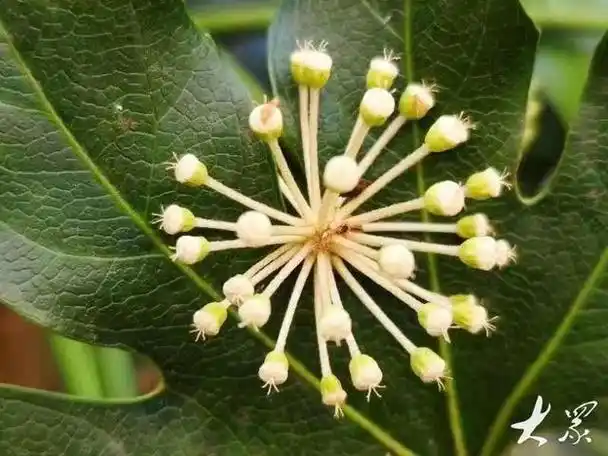 12月23日,郯城县马头古镇绿化带里的八角金盘开出了白色的花朵.