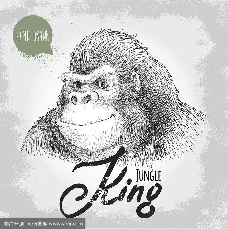 手绘素描风格大猩猩.丛林之王.