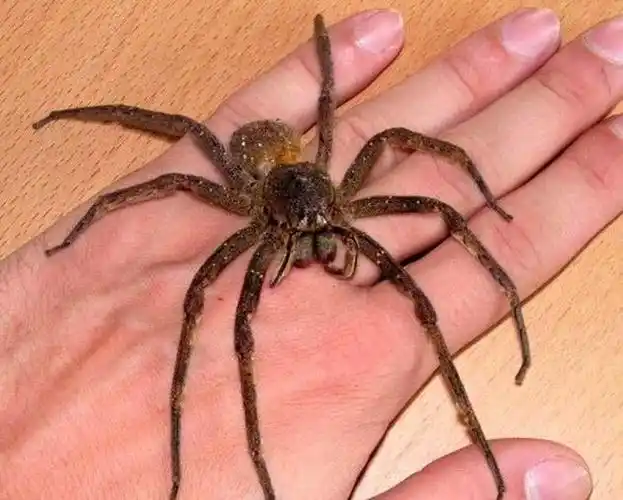 10大致命的蜘蛛排行榜,其中一些遍布世界各地,也许就在你身边!