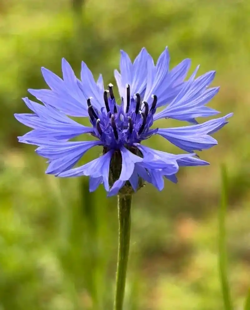 矢车菊(shi che ju )别名蓝芙蓉,翠兰,荔枝菊,蓝花矢车菊.