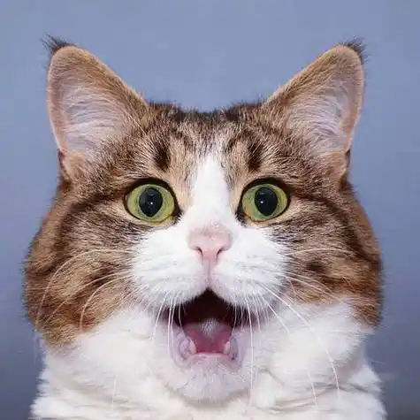 震惊猫猫一整年表情包_可爱猫咪表情包动图gif