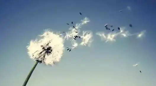 写风的古诗描写风的古诗30首