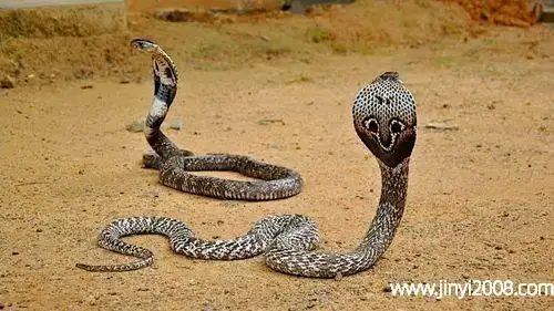 眼镜王蛇和眼镜蛇的区别眼镜蛇有多大