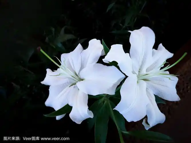 美丽的白色百合花.